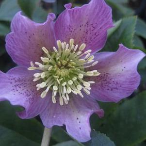 Helleborus x Brandywine™