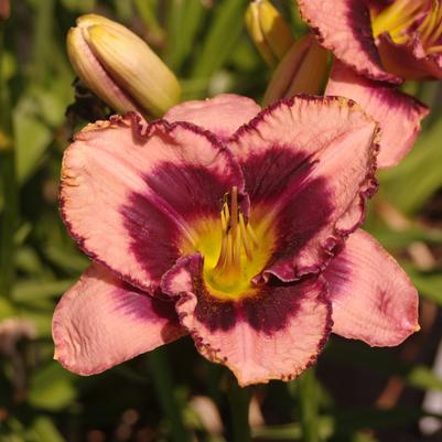 Hemerocallis Daring Deception