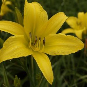 Hemerocallis Hyperion