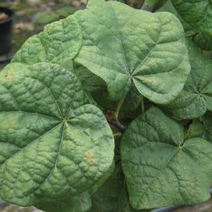 Cercis canadensis Little Woody