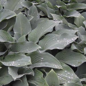 Hosta Krossa Regal