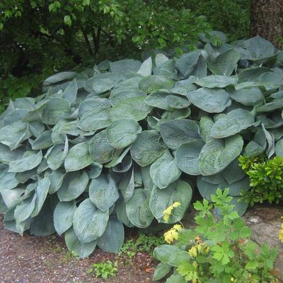 Hosta sieboldiana Elegans