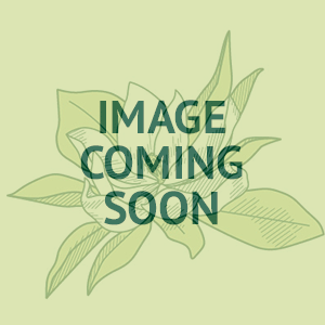 Paeonia suffruticosa Shimanishiki