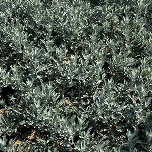 Artemisia x GardenGhost™