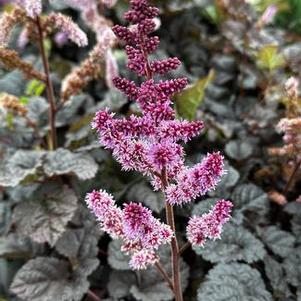Astilbe chinensis Dark Side of the Moon