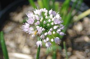 Allium x lusitanicum Summer Beauty