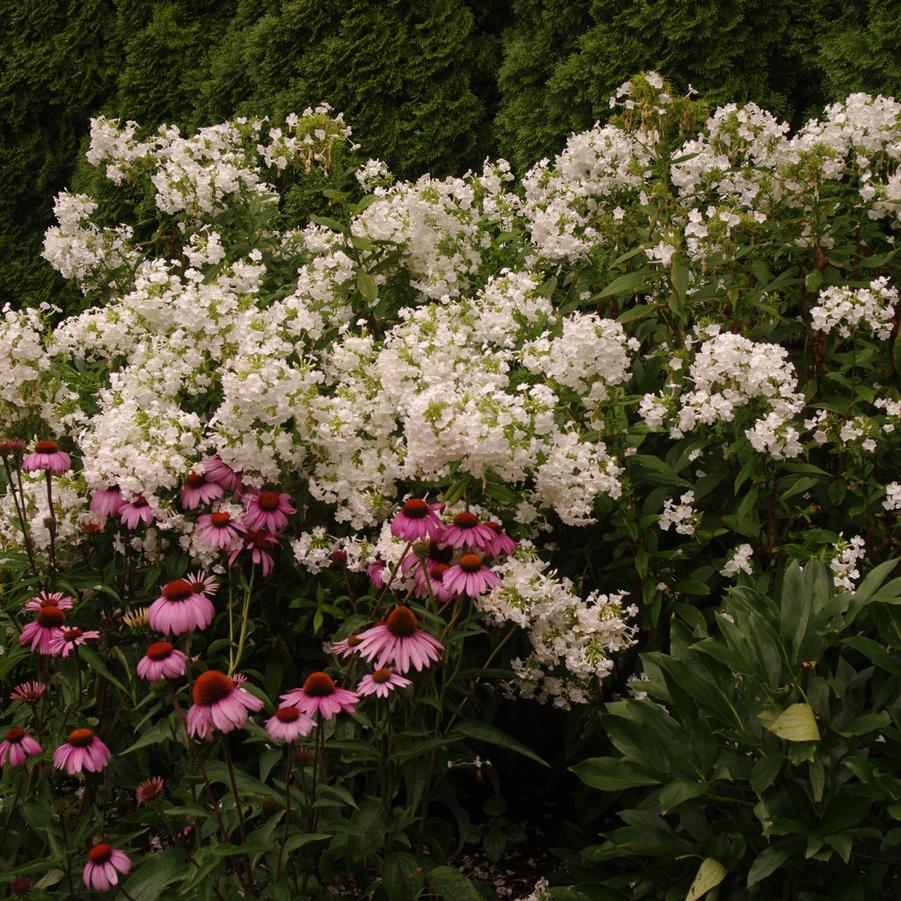 Phlox paniculata 'David' - Garden Phlox from Pleasant Run Nursery