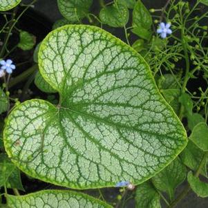 Brunnera macrophylla Jack Frost
