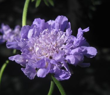 Scabiosa columbaria 'Butterfly Blue'