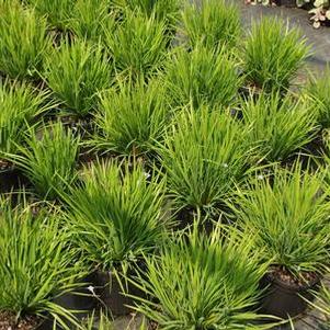 Sisyrinchium angustifolium Suwannee