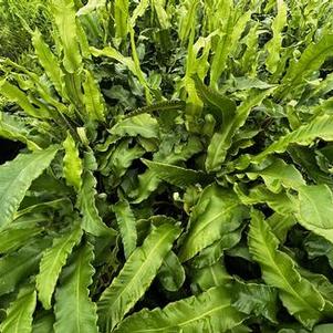 Asplenium scolopendrium