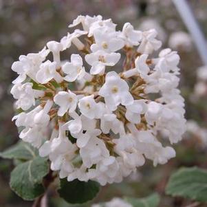 Viburnum carlesii