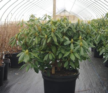 Rhododendron catawbiense English Roseum