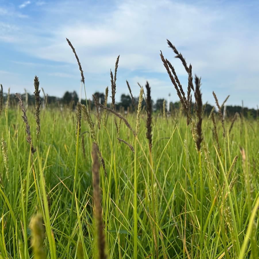 Sesleria autumnalis - Autumn Moor Grass