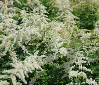 Astilbe x arendsii Bridal Veil