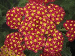 Achillea millefolium Strawberry Seduction