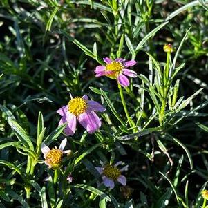 Coreopsis rosea