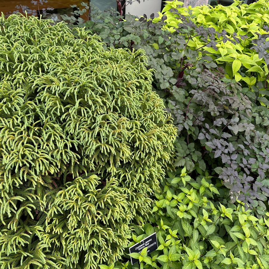 Cryptomeria japonica 'Globosa Nana' - Japanese Cedar