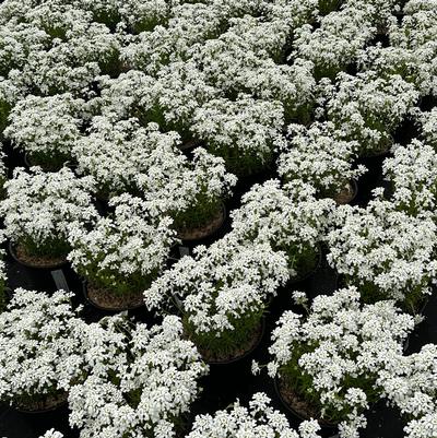 Iberis sempervirens Snowsation™