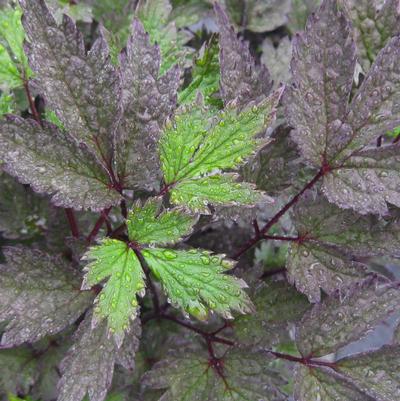 Actaea simplex Brunette