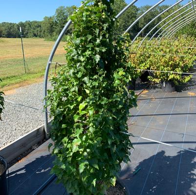 Betula platyphylla Parkland Pillar®