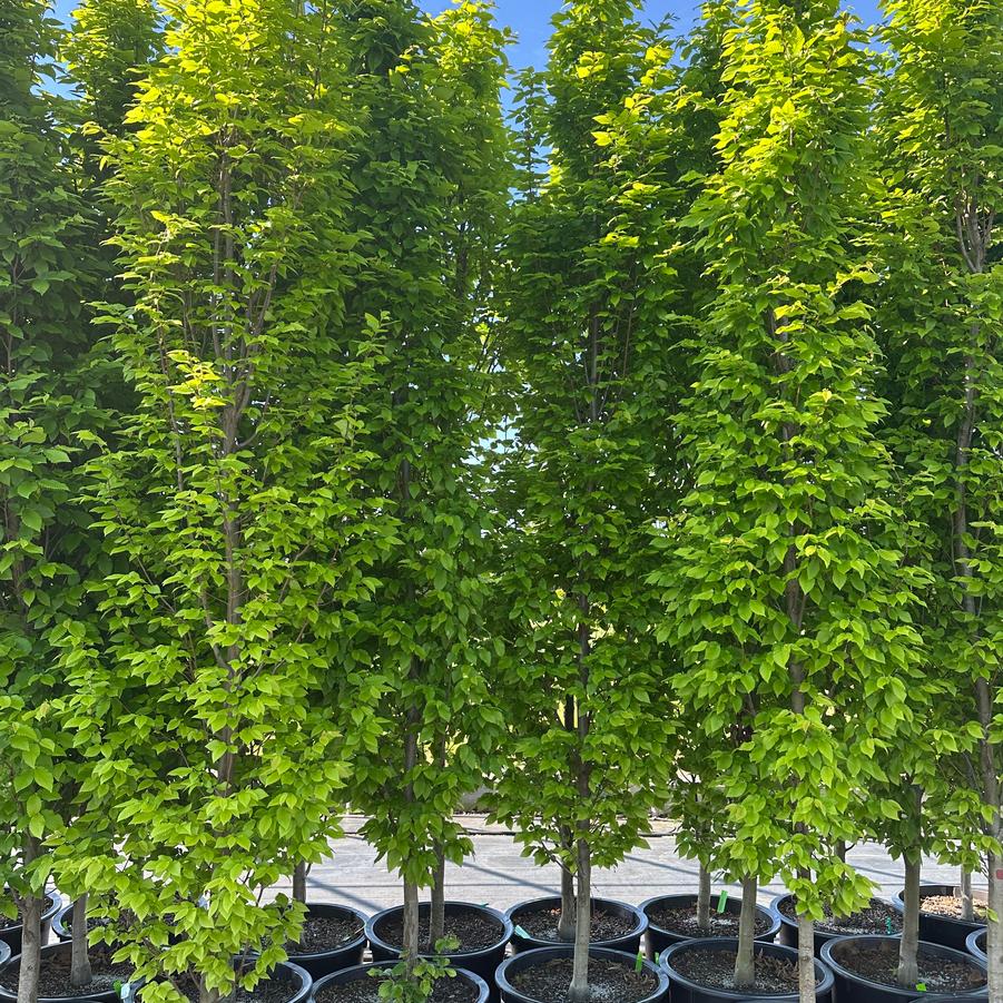 Carpinus betulus 'Frans Fontaine' - European - Hornbeam from Pleasant Run Nursery