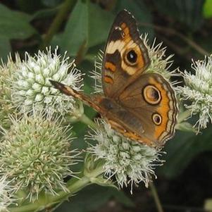 Eryngium yuccifolium