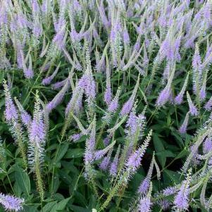 Veronicastrum virginicum Fascination