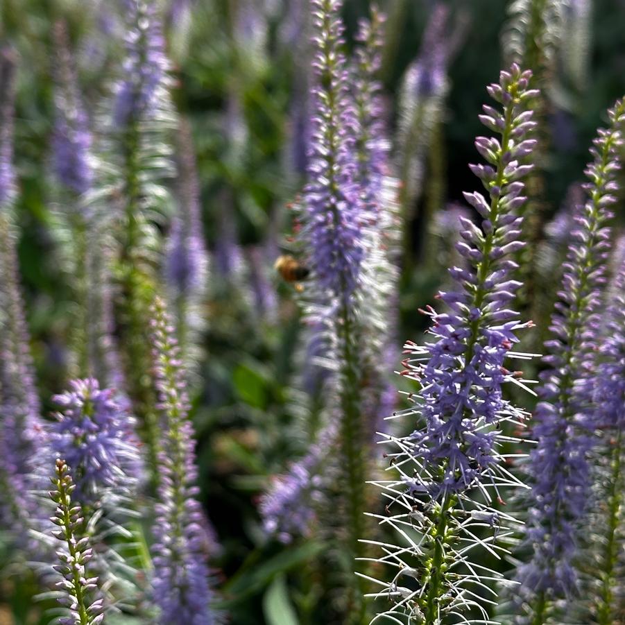 Veronicastrum virginicum 'Cupid' - Culver's Root from Pleasant Run Nursery