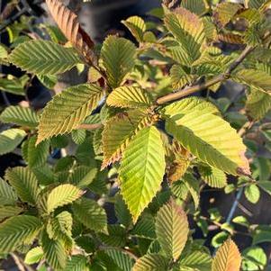 Carpinus betulus