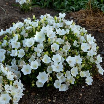 Campanula carpatica Rapido White - Bellflower (Photo Walters Gardens, Inc)
