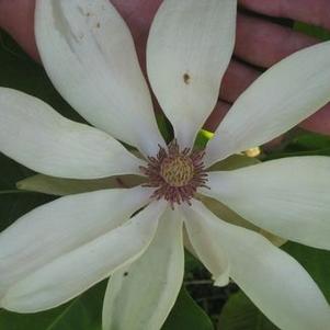 Magnolia tripetala