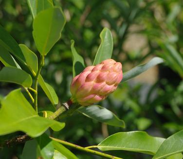 Magnolia virginiana