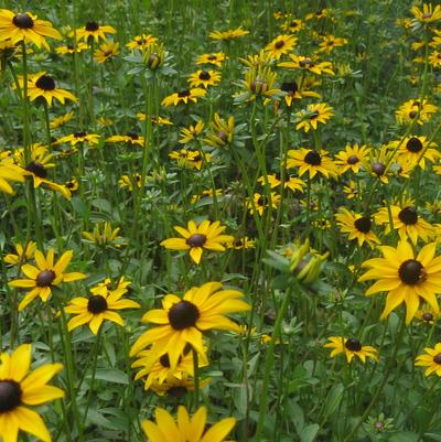 Rudbeckia fulgida var. fulgida
