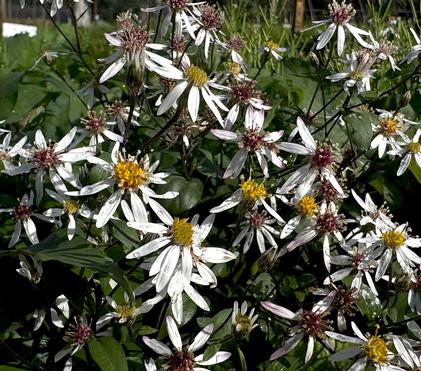 The Wild & Wonderful White Wood Aster