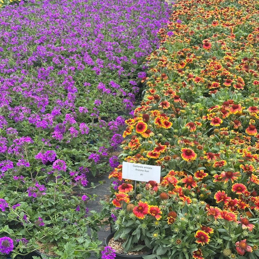 Gaillardia aristata 'Arizona Sun' - Blanket Flower (right)