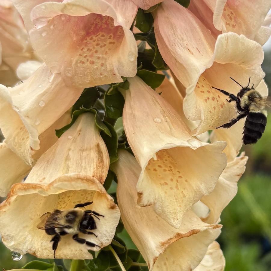 Digitalis purpurea 'Dalmatian Peach' - Foxglove from Pleasant Run Nursery