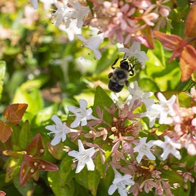 Abelia x Peach Perfection®