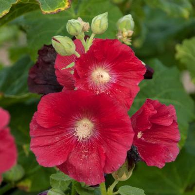 Alcea rosea SPOTLIGHT™ Mars Magic