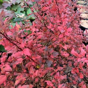 Physocarpus opulifolius Sweet Cherry Tea™