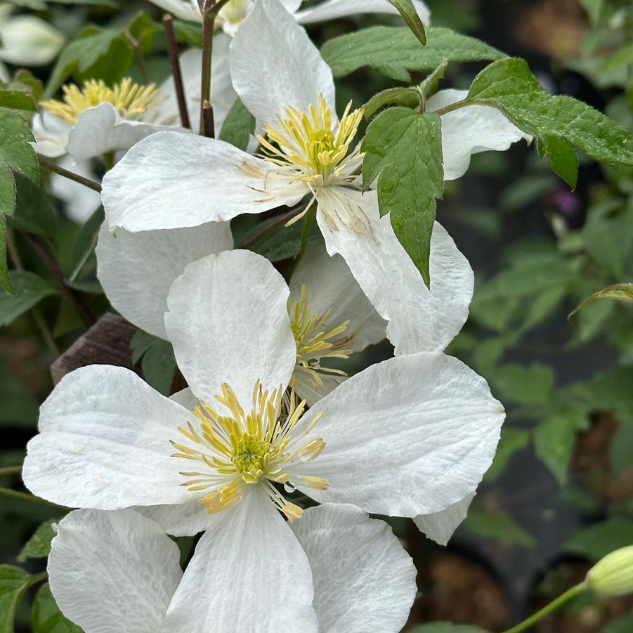 Clematis montana var. grandiflora - Clematis from Pleasant Run Nursery