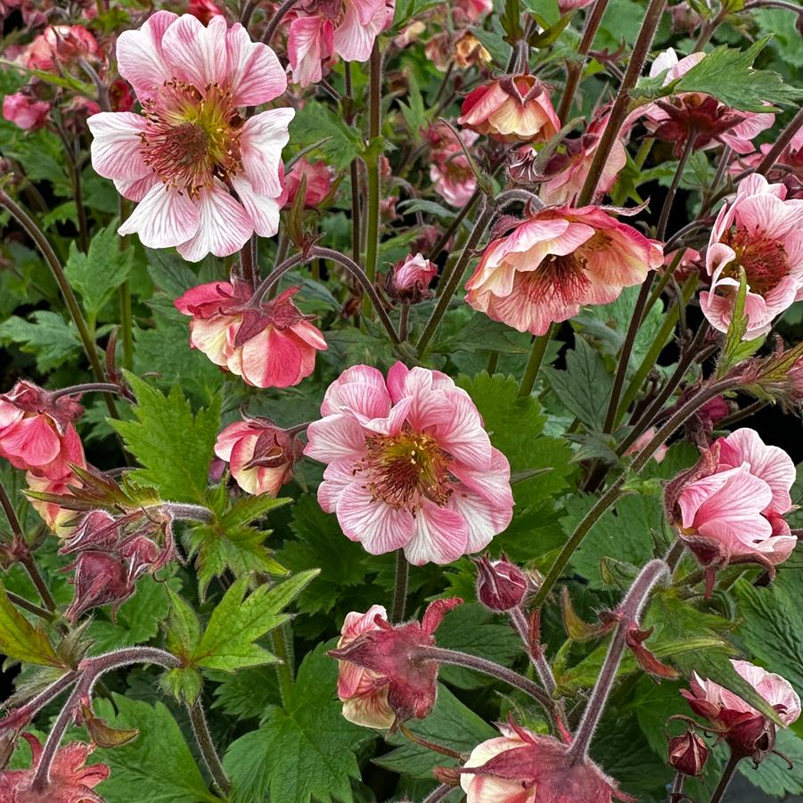Geum x 'TEMPO Rose' - Avens from Pleasant Run Nursery