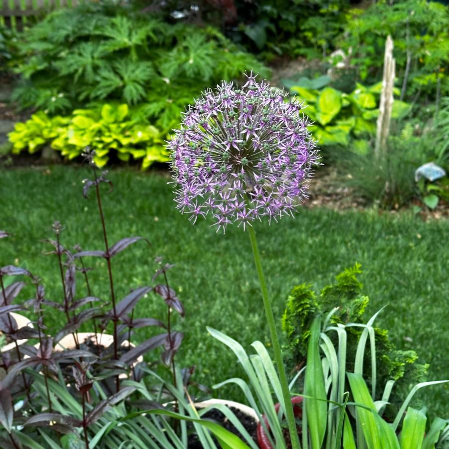 Allium x 'Gladiator' - Ornamental Onion from Pleasant Run Nursery