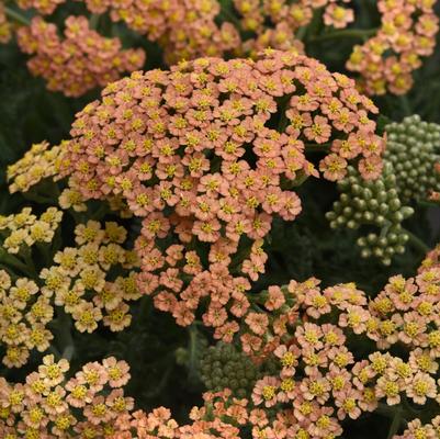 Achillea millefolium New Vintage™ Terracotta