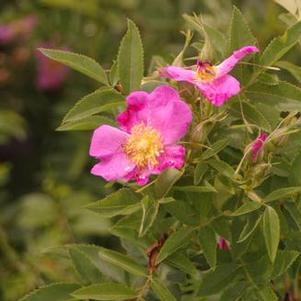 Rosa carolina