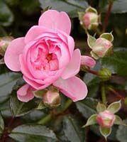 Groundcover Rose