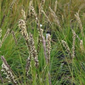 Sesleria autumnalis