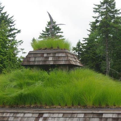 Sporobolus heterolepis