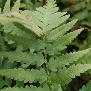 Dryopteris x australis