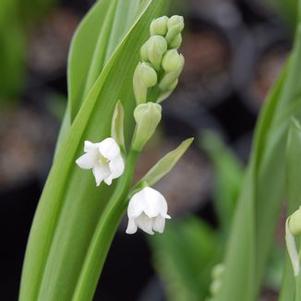 Convallaria majalis